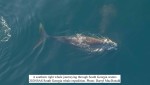 Migratory secrets of recovering whale species